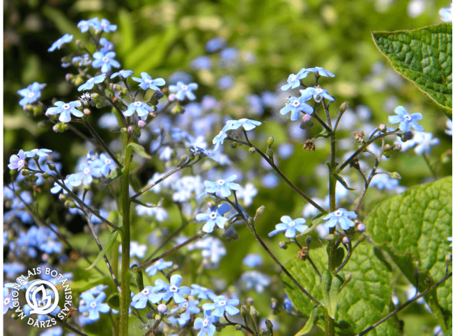 Brunnera sibirica